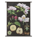 School Wall Map Printed Canvas Apple Tree