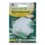 Gemüsesaatgut Winterblumenkohl 'Walcheren'