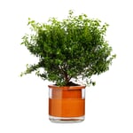 Fioriera Wet Pot Systems Ø 19 cm