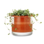 Natte Pot Systemen Planter Ø 15 cm