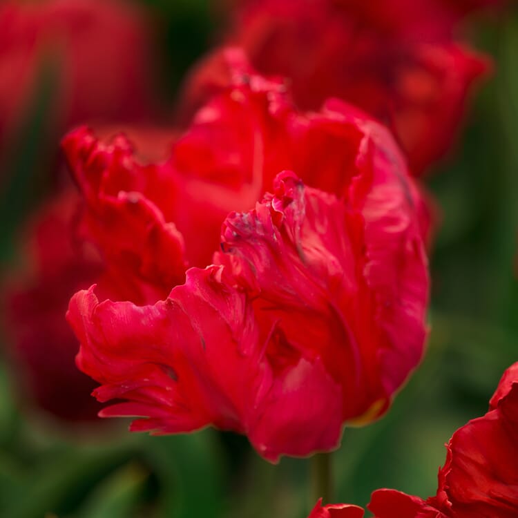 Tulipe perroquet 'Red Champion