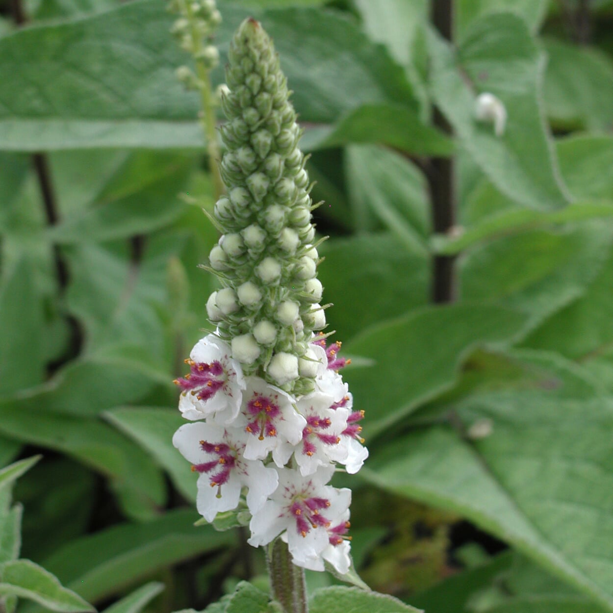 White mullein 'Album