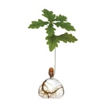Krukke med Ilex-planter 10 x 10 cm