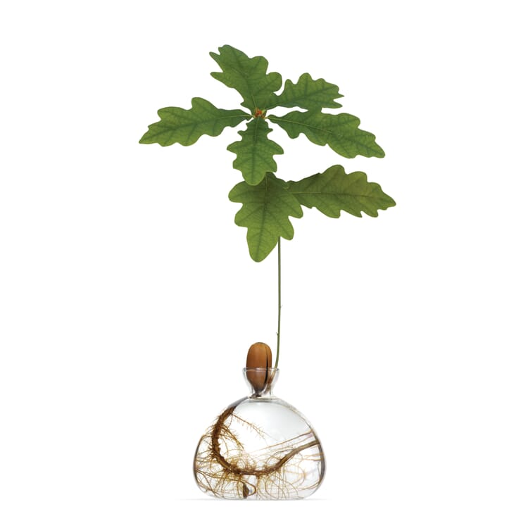 Krukke med Ilex-planter, 10 x 10 cm