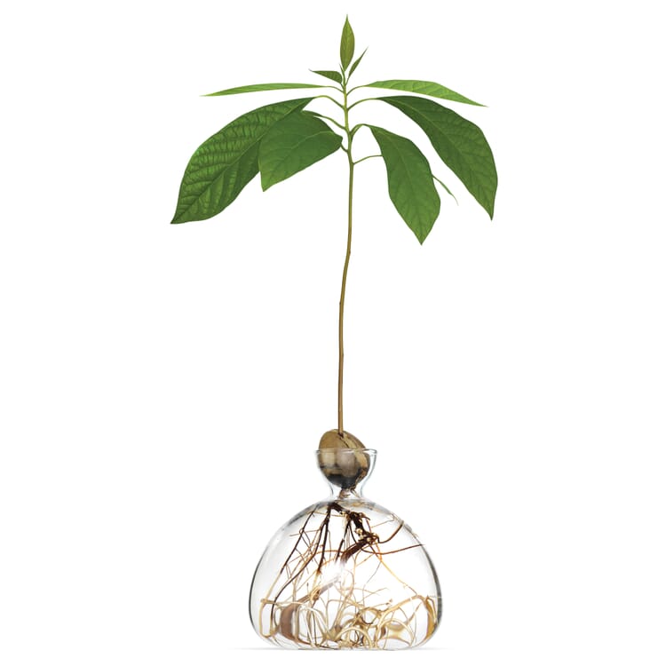 Krukke med Ilex-planter, 15 x 15 cm