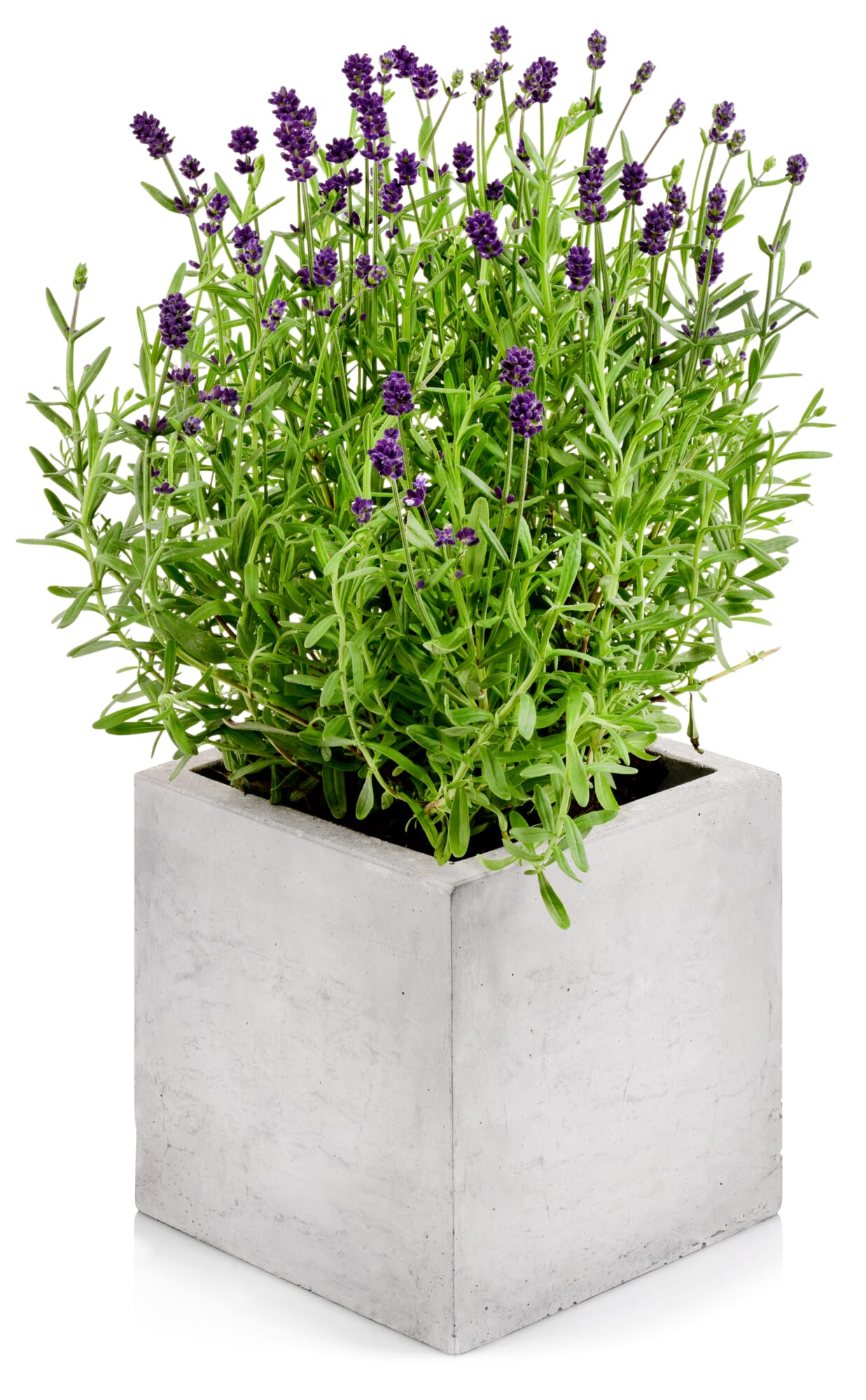 Plant pot concrete | Manufactum