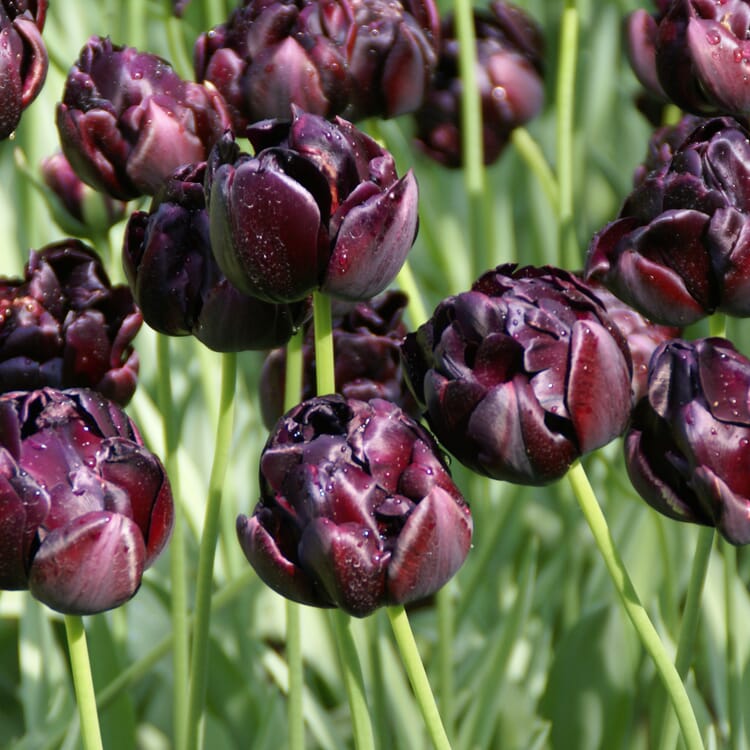 Tulipe 'Black Hero