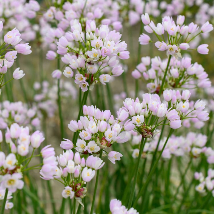 Blumenzwiebeln Rosenlauch
