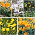 Mélange de tulipes sauvages