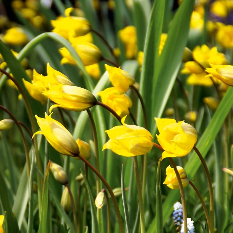 Bulbes de fleurs Tulipe 'Tulipe de vigne