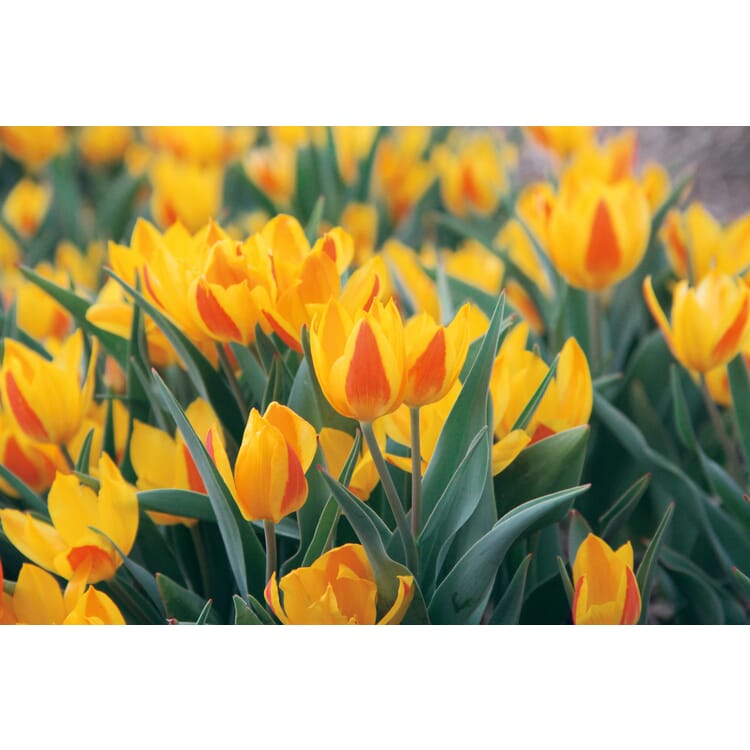 Bulbes de tulipes sauvages afghanes