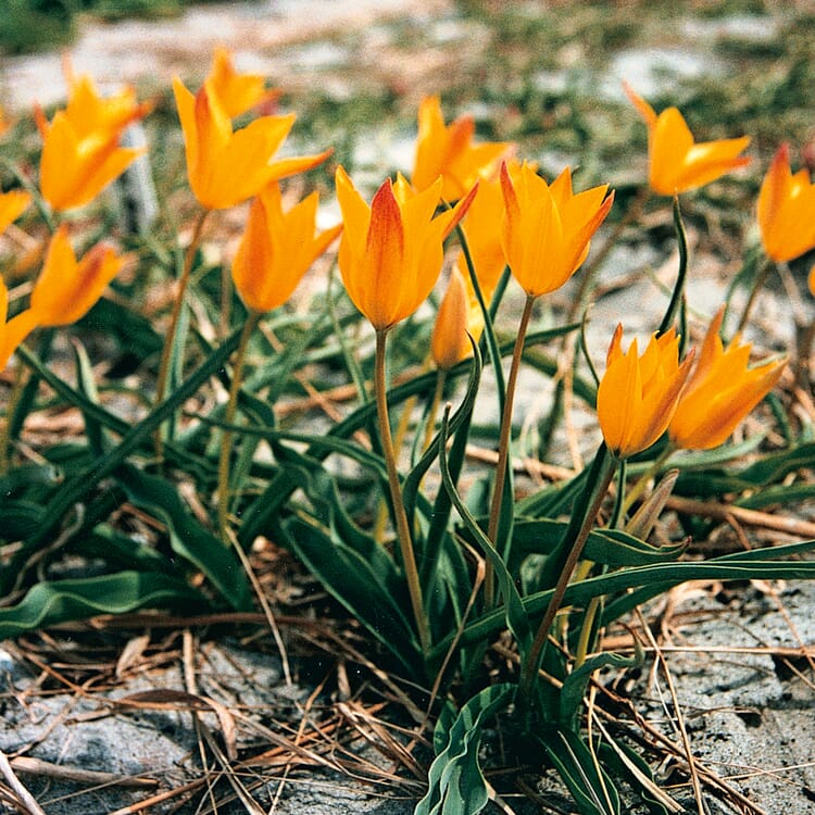 Bulbes de tulipes de l'Altaï