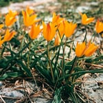 Bulbes de tulipes de l'Altaï