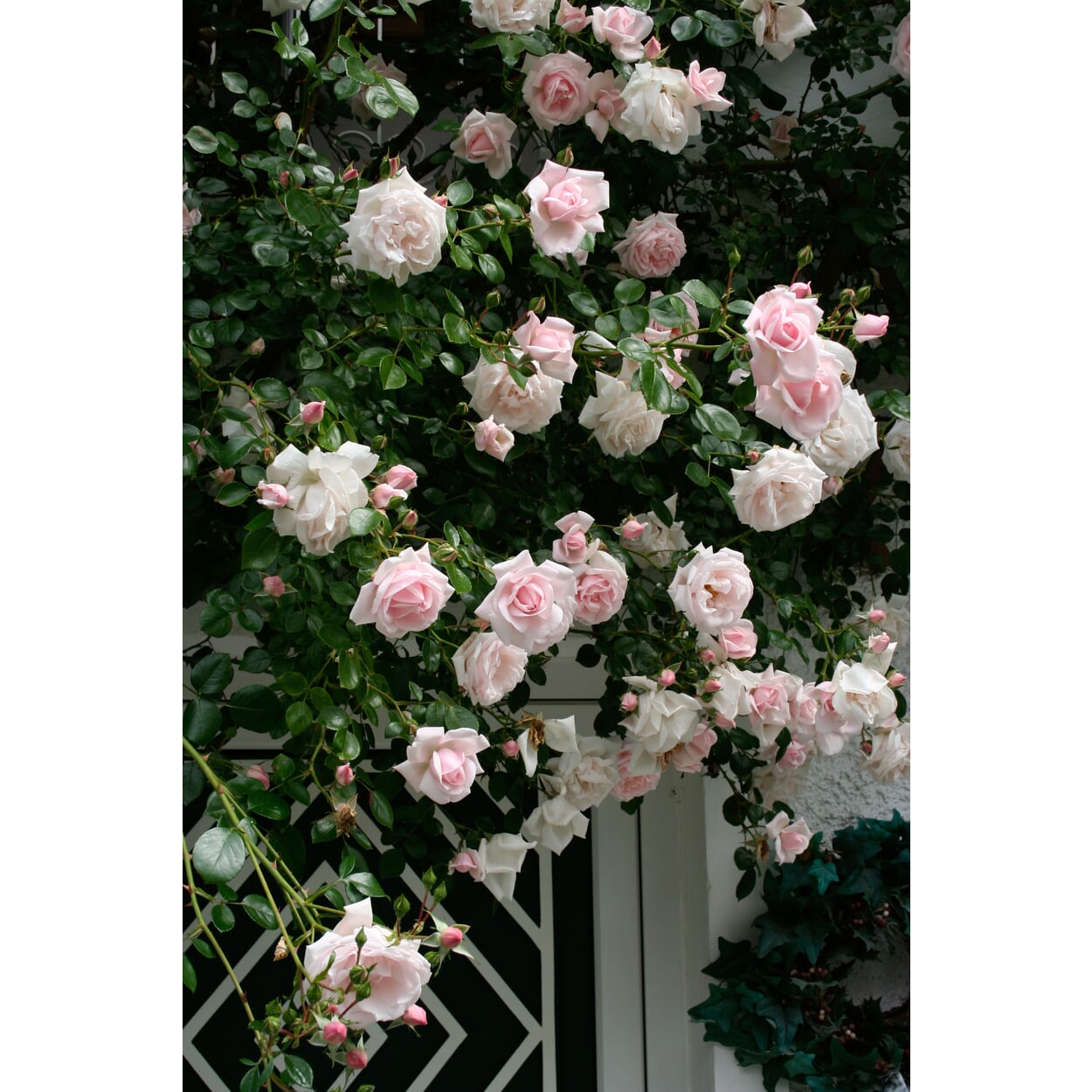 Kletterrose 'New Dawn'® Manufactum