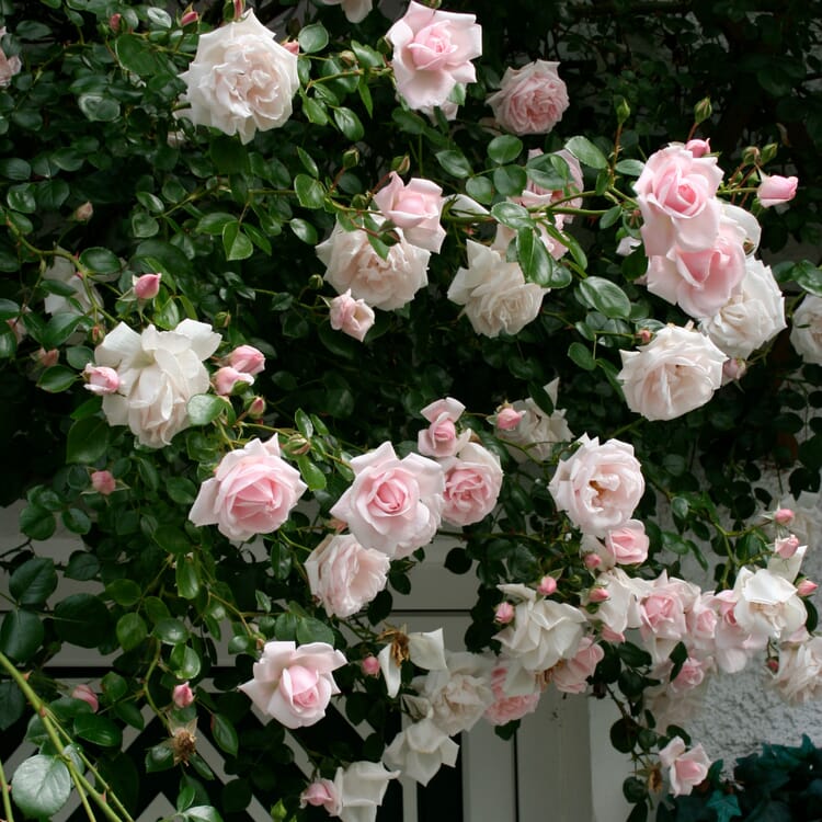 Kletterrose 'New Dawn'®