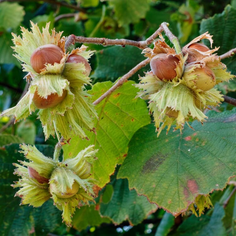 Arbres fruitiers Noisette du Piémont 'Tonda Gentile