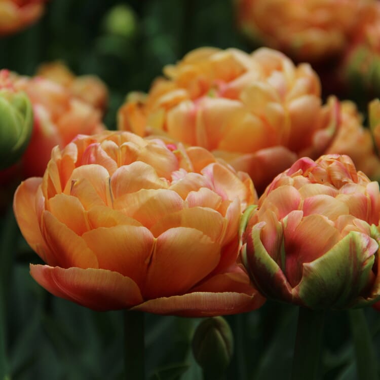 Tulipe 'Copper Image