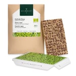 Almohadilla de semillas ecológicas Microgreens Colirrábano
