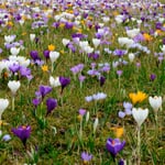 Bulbes de fleurs Crocus mélange