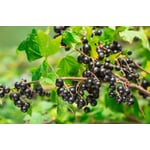 Beerenstrauch Schwarze Johannisbeere 'Noir de Bourgogne'