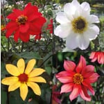 Mélange de dahlias pour massifs mellifères