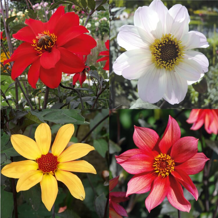 Mélange de dahlias pour massifs mellifères