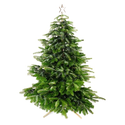 Keinachtsbaum® Stecktanne, Klein