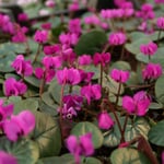 Winter-flowering cyclamen 'Rubrum'
