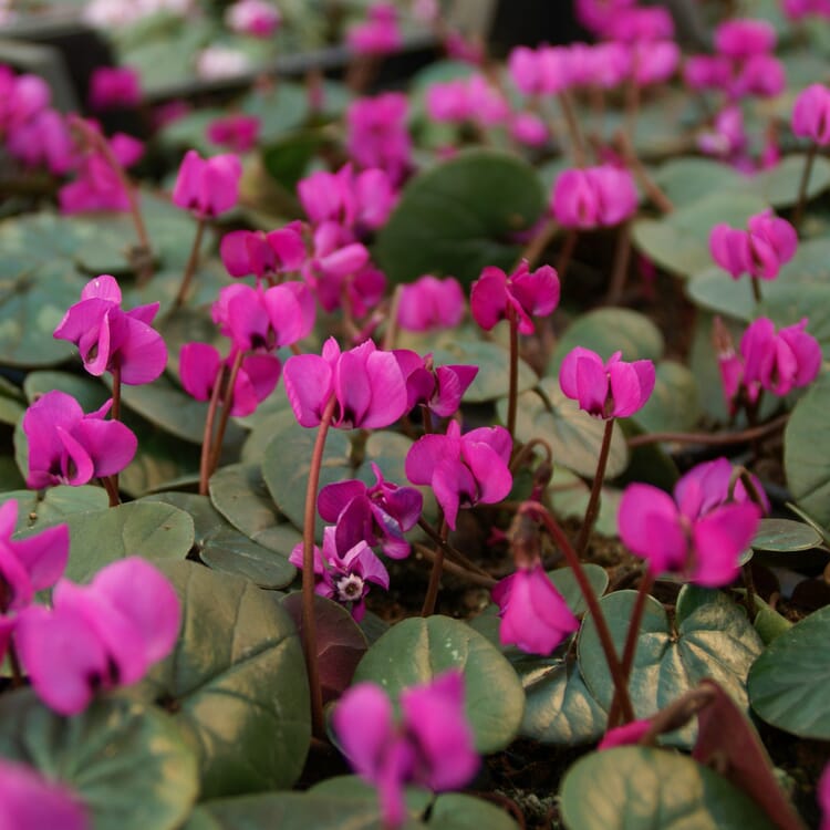 Winter-flowering cyclamen 'Rubrum'
