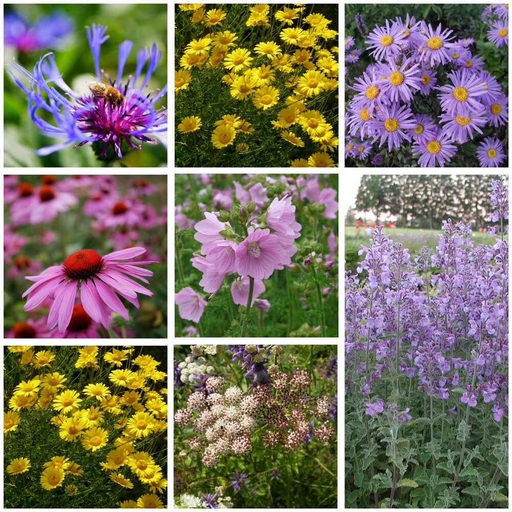 Stauden für (Wild)Bienen und Schmetterlinge Manufactum