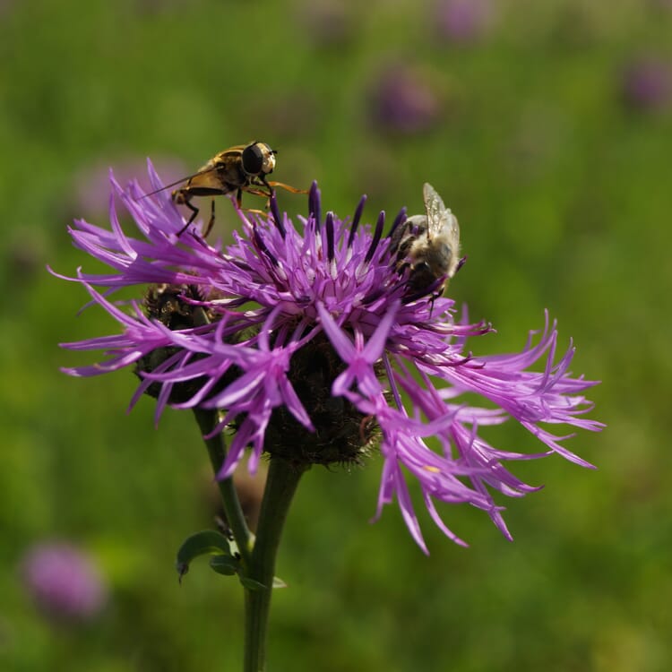 Kombipaket Heimische Stauden und für Bienen, Schmetterlinge