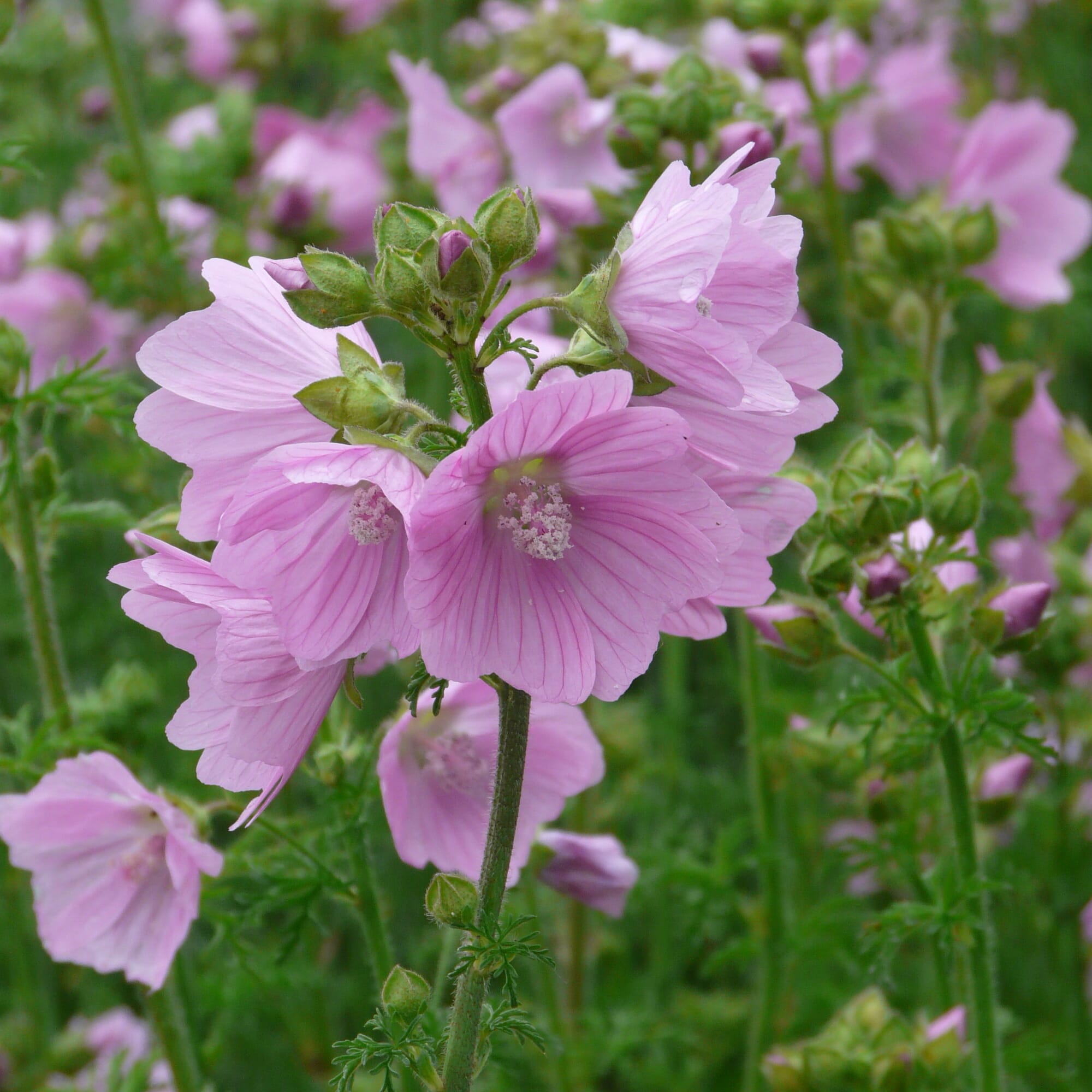 100 Pflanzenclips Für Tomaten & Rankpflanzen - Wiederverwendbare Gitter-Clips (30mm)