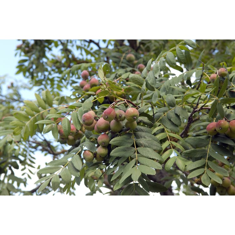 Arbre climatique : le cormier