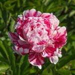 Pivoine 'Candy Stripe