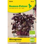 Microgreens di semi biologici Ravanello "Sango
