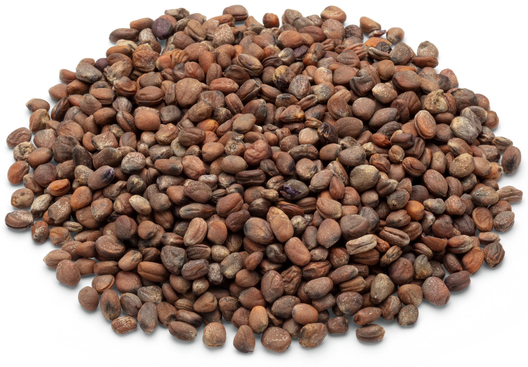 Bio-Saatgut Microgreens, Radies 'Sango' | Manufactum