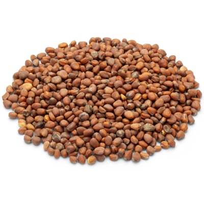BioSaatgut Microgreens, Rettich 'China Rose' Manufactum
