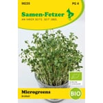 Organic seed microgreens Broccoli