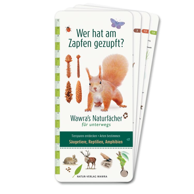 Qui a pincé le cône ?