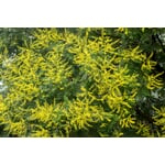 Climate tree bladder ash