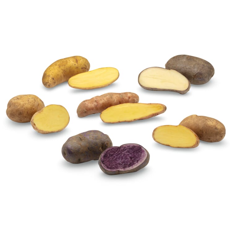 Kartoffelraritäten Traditionelle Sorten 2024