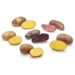 Pommes de terre rares Nouvelles variétés 2024