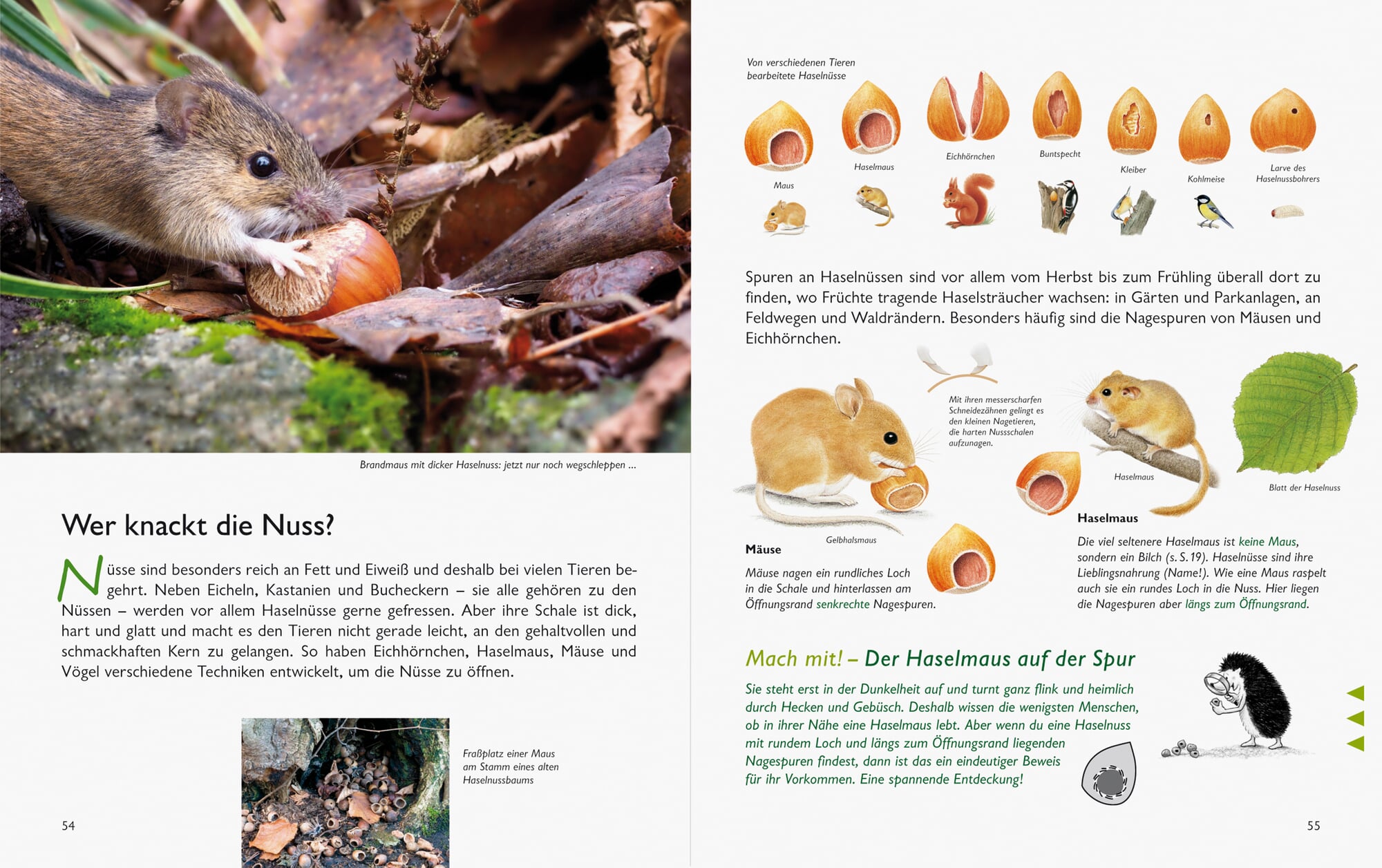 Der Natur auf der Spur - von Ravensburger (Gebraucht) in Schwyz für CHF
