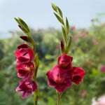 Schmetterlingsgladiole