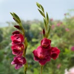 Sommerfuglegladiolus