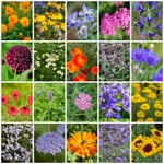Blumenjungpflanzen für Balkon und Garten