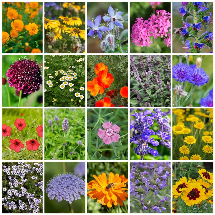 Blumenjungpflanzen für Balkon und Garten