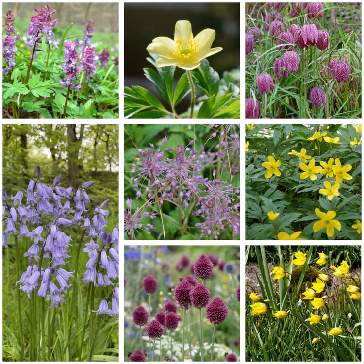 Indfødte blomsterløg (sæt 1), Sæt 1