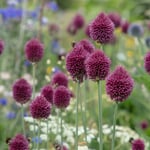Bulbes de fleurs – Ail rond ».