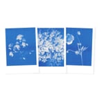 Postkarten-Set Riso Blumen